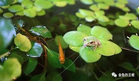 好看又好養的魚|18種懶人魚，有水就能活，好看又好養